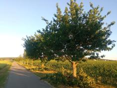 Ořezy stromů v&nbsp;roce 2025.